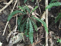 Blechnum membranaceum