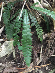 Blechnum membranaceum