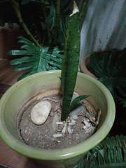 Sansevieria trifasciata