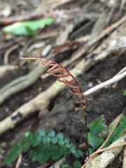 Blechnum membranaceum