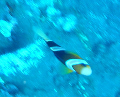 Clark's Anemonefish