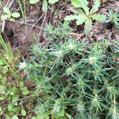 Cardionema ramosissimum