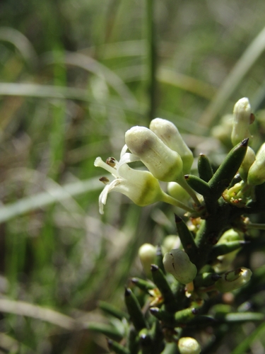 Image of Thorny Anchor Plant (Colletia hystrix) by (c) Bruno Avilez, some rights reserved (CC BY)