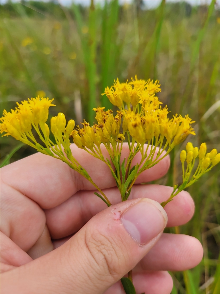 Ohio Goldenrod from Cement City, MI 49233, USA on September 9, 2023 at ...