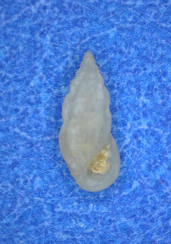 Schwartziella triticea, 2010-12-09