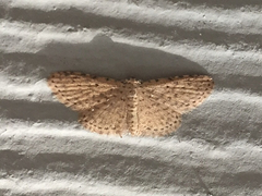 Sigela basipunctaria