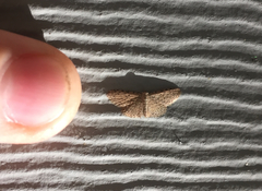 Sigela basipunctaria