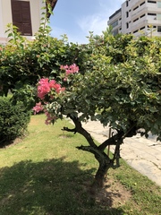 Bougainvillea