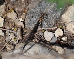 Argia moesta