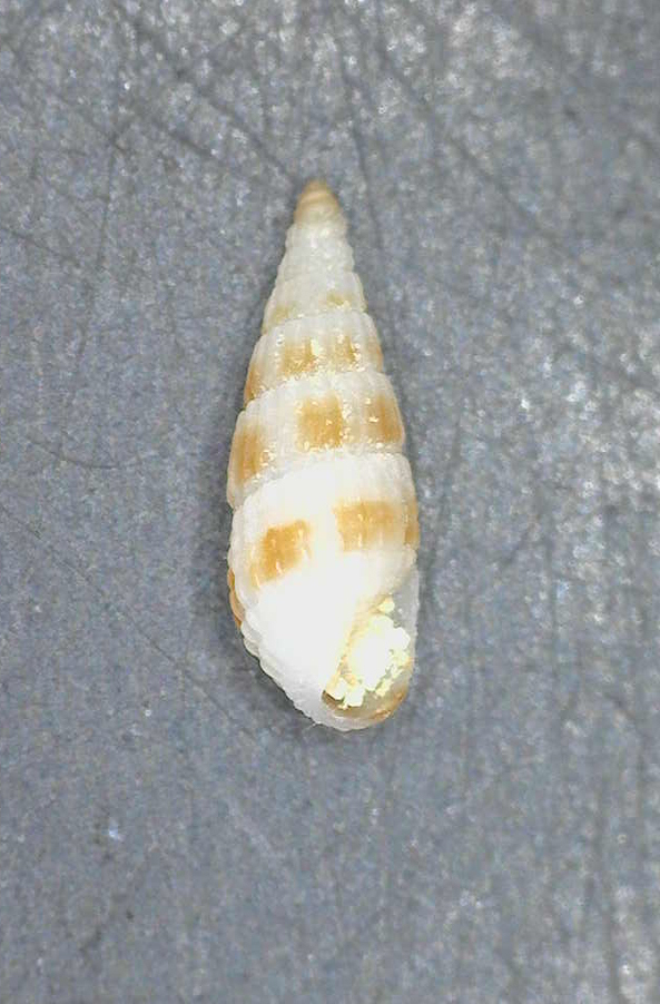 Apataxia cerithiiformis