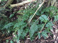 Asplenium lamprophyllum
