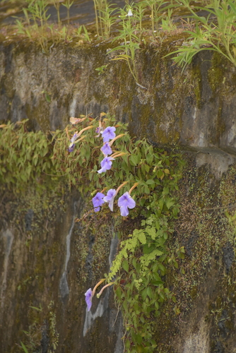 Image of Achimenes longiflora by (c) deepachandran, some rights reserved (CC BY-SA)