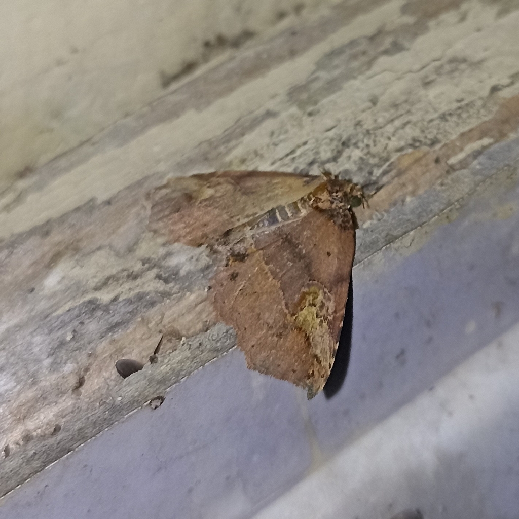 Butterflies and Moths from Pithoragarh, INUT, IN on September 10, 2023