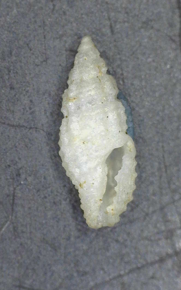 Hemilienardia