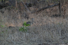 Lissotis melanogaster