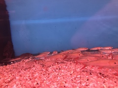 Leptobarbus hoevenii