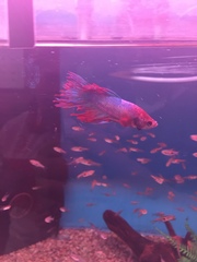 Betta splendens