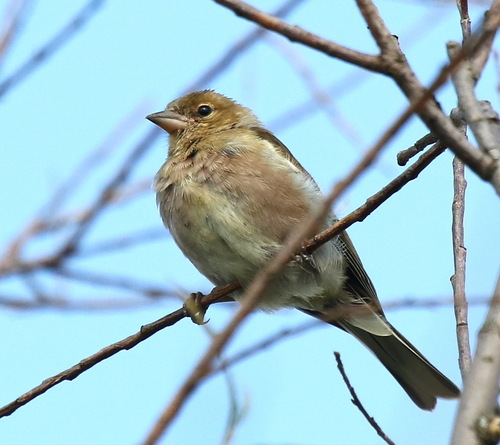 Pinson des arbres, jeune
