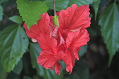Hibiscus