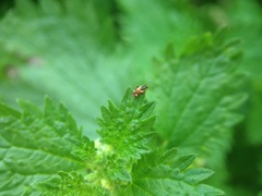 Ausejanus albisignatus