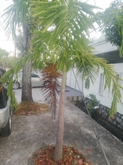 Arecaceae