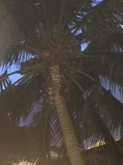 Cocos nucifera