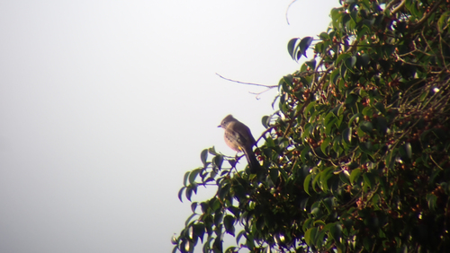 Grey Silky-flycatcher (Ptiliogonys cinereus), photo 6