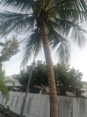 Arecaceae