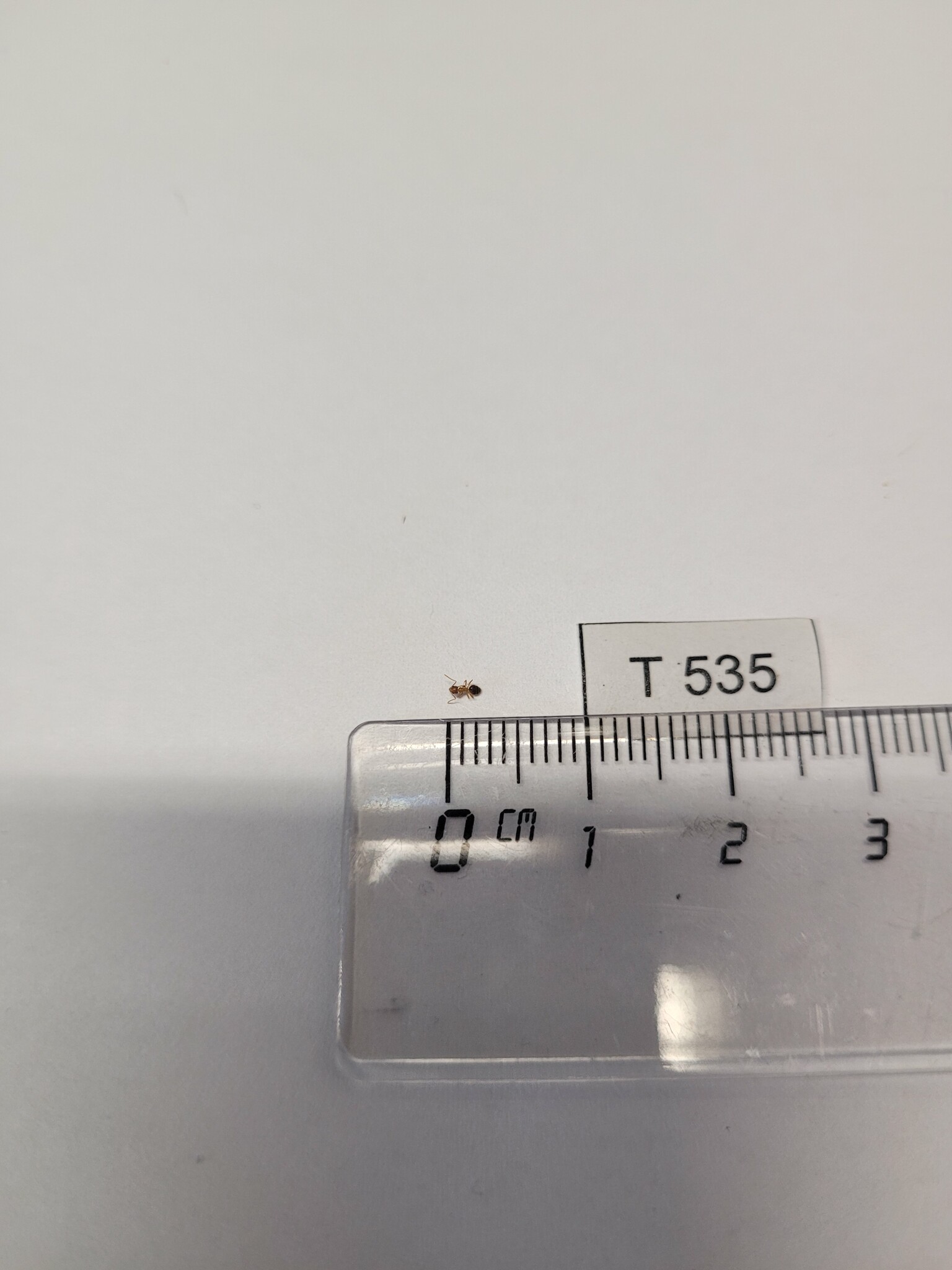 Technomyrmex nigriventris