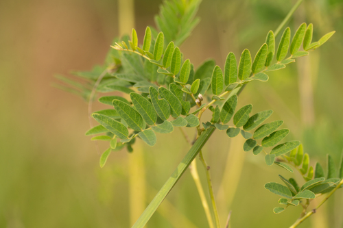 Kuh-Seng (Sophora flavescens)