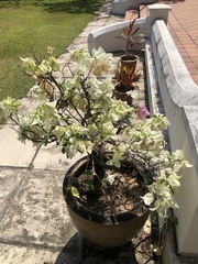 Bougainvillea