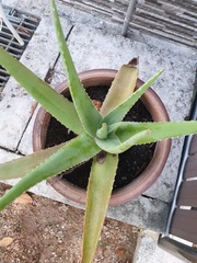 Aloe vera