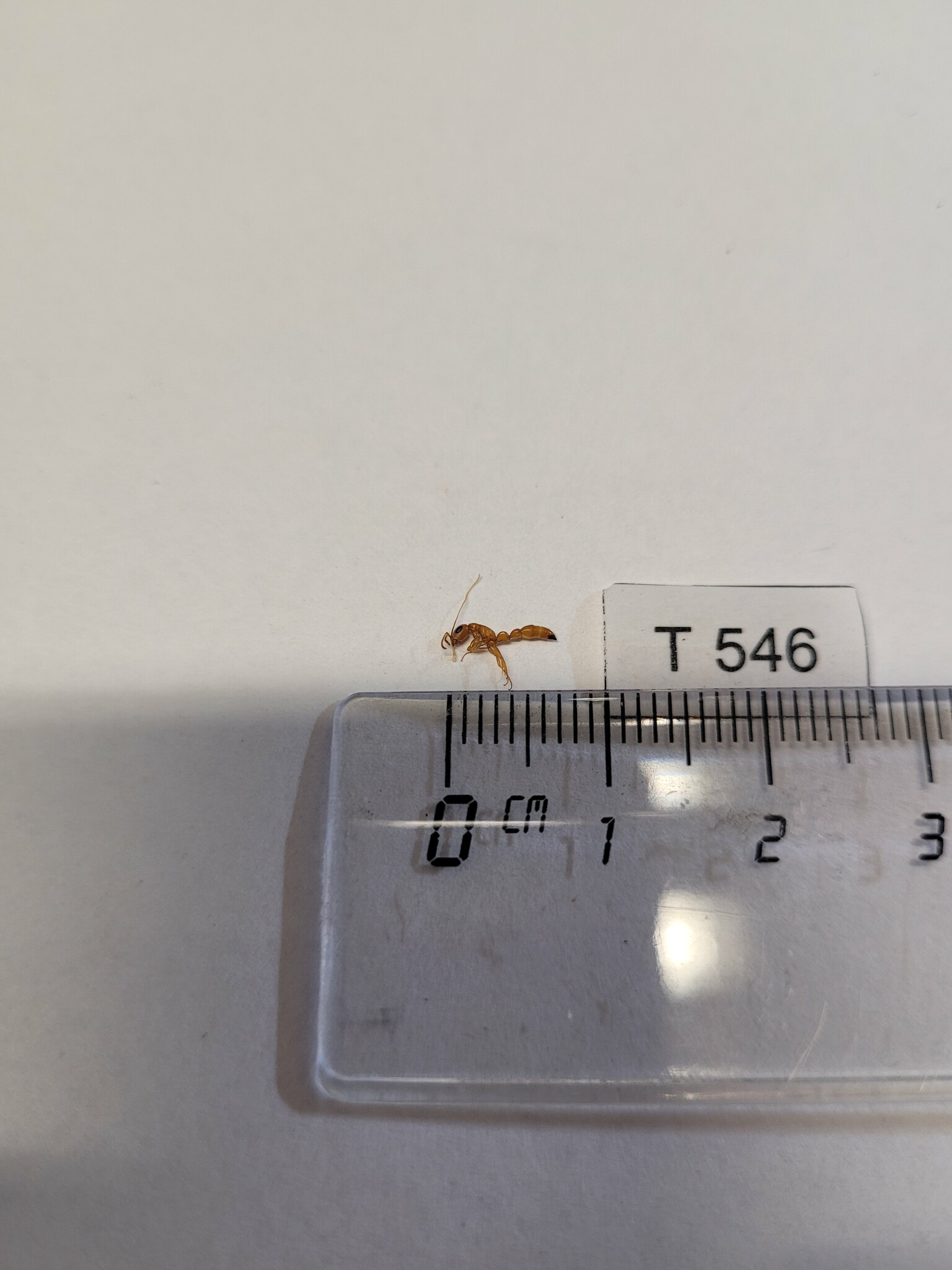 Tetraponera schulthessi
