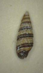 Cerithium