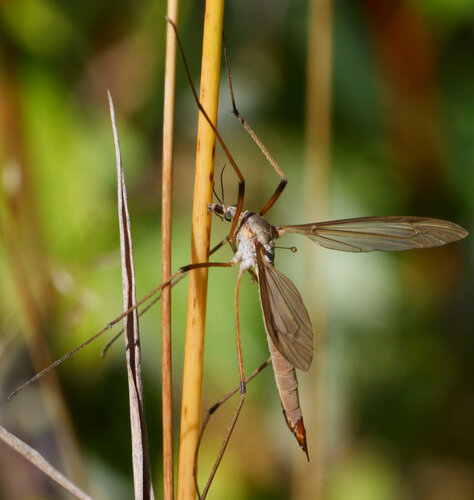 European Crane Fly, photo 6 of 10