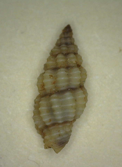 Lienardia mighelsi
