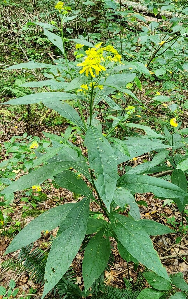 Wingstem Dead Wingstem from Saline County, IL, USA on September 9, 2023 at 01:01 PM ...