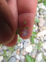 Gilia scopulorum