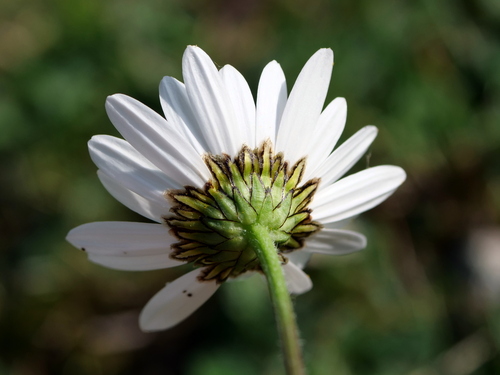 Image of Leucanthemum adustum by (c) Wolfgang Jauch, some rights reserved (CC BY)