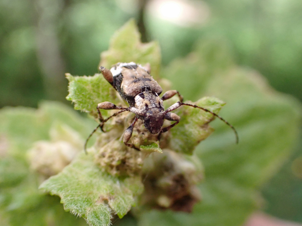 Pseudastylopsis alba