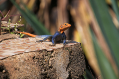 West African Agama photo 3