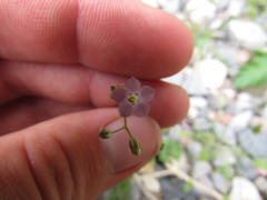 Gilia scopulorum