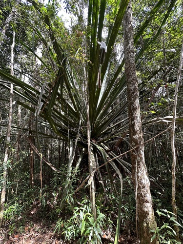 Pandanus pulcher