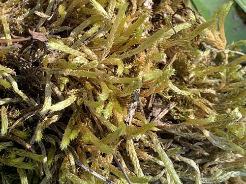 Brachythecium turgidum, 2023-09-10