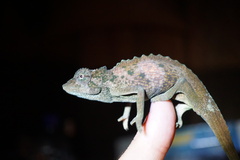 Cameroon Dwarf Chameleon photo 1