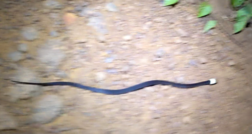 Brown Loreal Pitted Wolf Snake