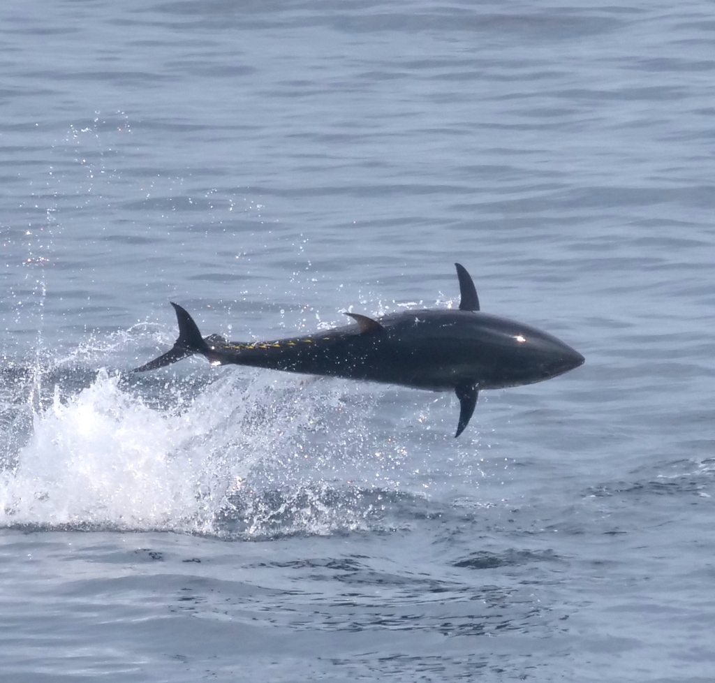 Atlantic Bluefin Tuna In September 2023 By Redhat INaturalist   Large 