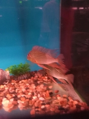 Geophagus altifrons