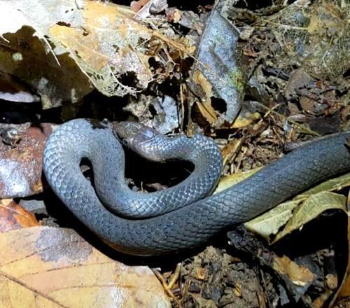 Günther's Black Snake