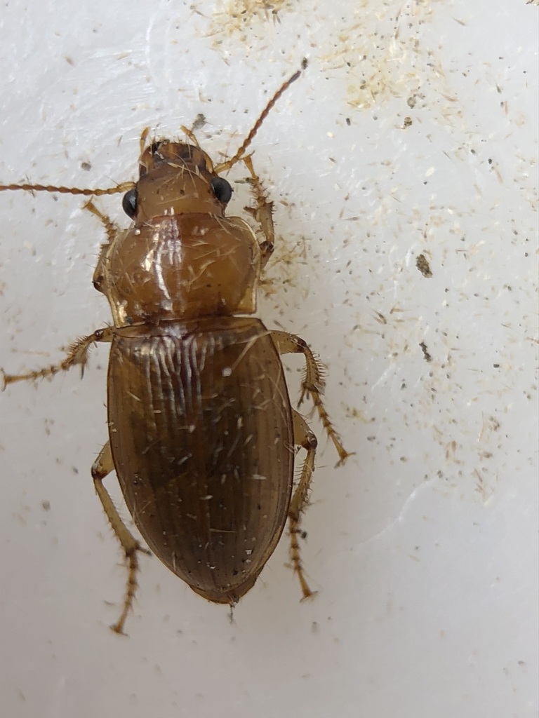 Harpalus indianus
